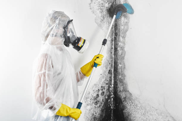 Best Attic Mold Removal  in Centuria, WI